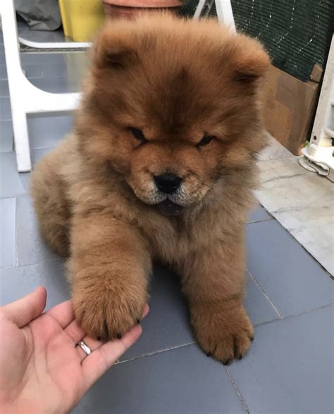 Petersburg, FL Prices may vary based on the breeder and individual puppy for sale in St. . Chow chow puppies for sale in florida